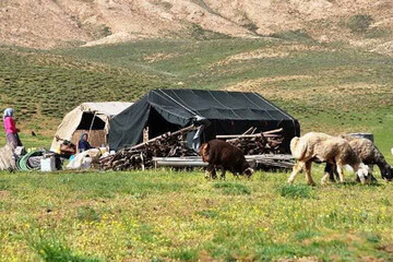 تولید ۲۳ درصد گوشت مصرفی آذربایجان شرقی توسط عشایر