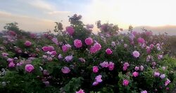 برداشت ۱۴۰ تن گل محمدی از مزارع شاهرود پیش بینی می‌شود