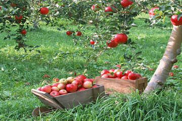 بهره برداری از اولین باغ میوه تبریز