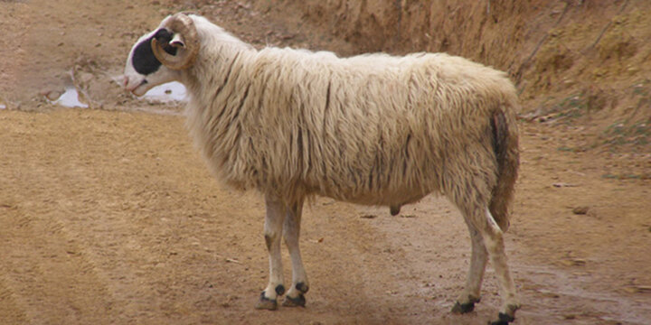 گوسفند «کبوده» شیراز در مسیر ثبت جهانی