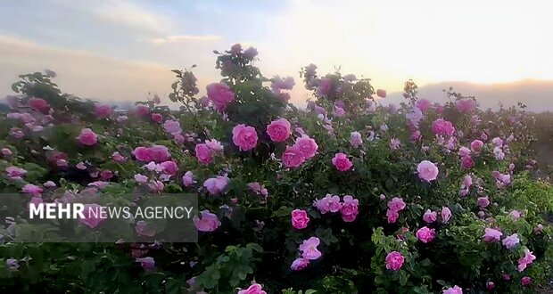برداشت ۱۴۰ تن گل محمدی از مزارع شاهرود پیش بینی می‌شود