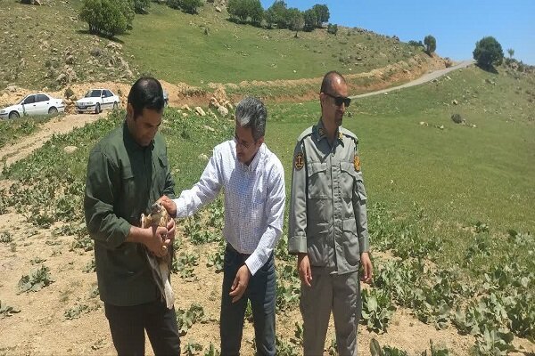 بازگشت پرندگان شکاری پس از تیمار و درمان به طبیعت دورود
