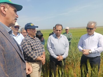 راه اندازی ۲ هزار مزرعه الگویی برای ۵ محصول استراتژیک در کشور