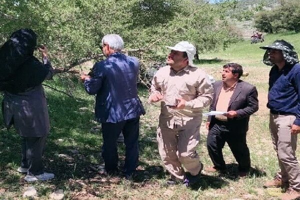 آغاز مقابله با آفت لیسه زالزالک در جنگل های کهگیلویه و بویراحمد