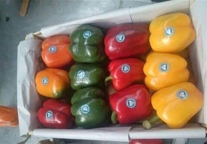 پیش‌بینی برداشت ۸۰ هزار تن محصولات گلخانه‌ای در لرستان