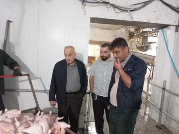 پورحیدری: ادعای افزایش روزانه قیمت مرغ قابل قبول نیست