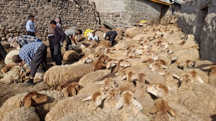 مشارکت عشایر مشگین‌ در آئین پشم چینی گوسفندان