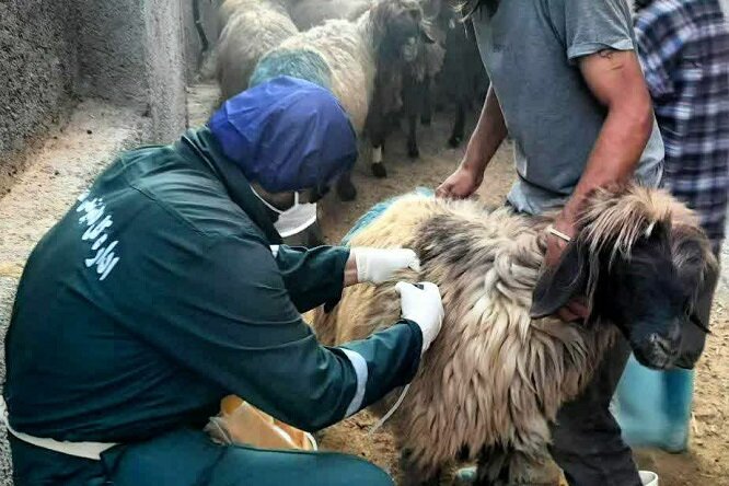 دام،استان،واكسيناسيون،طرح،بروسلوز،بيماري،مرحله