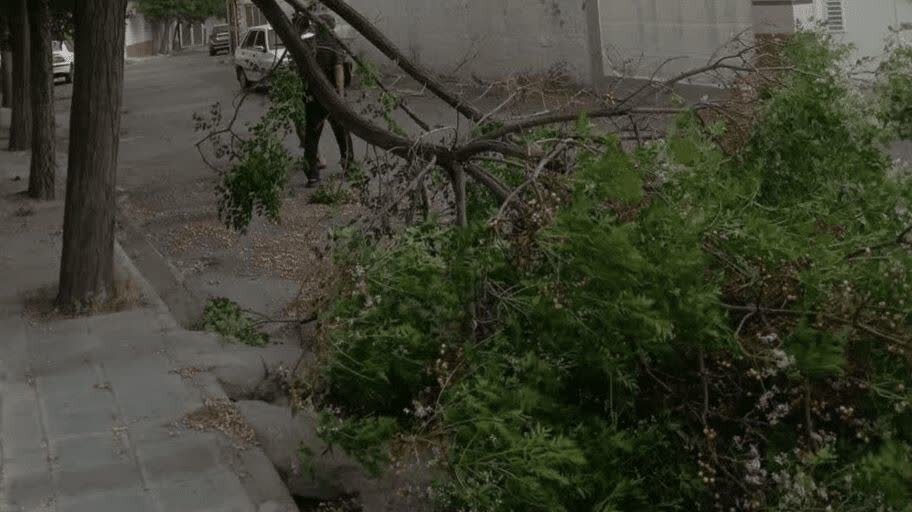 برق،سقوط،مناطق،درخت،قطعي