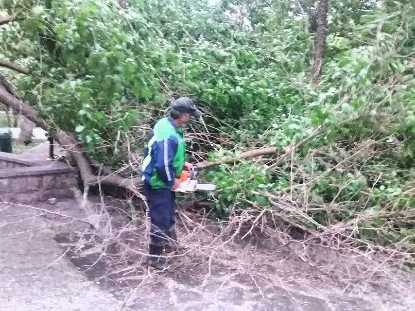 شکستگی و سقوط ۳۵ اصله نهال و درخت در مشهد