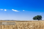 شفاف‌سازی قیمت گندم و پرداخت مطالبات کشاورزان گلستانی، مطالبه جدی است