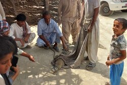 زنده‌گیری یک سر «گاندو» در جنوب سیستان و بلوچستان