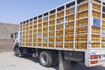 توقیف کامیون حامل ۴ تن مرغ زنده فاقد مجوز در رومشکان