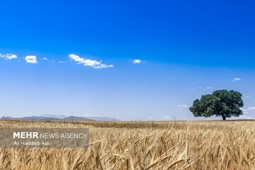 طرح ۷۲ مزرعه الگویی برای محصولات استراتژیک در کرمانشاه آغاز شد