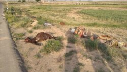 برخورد کامیون با گله دام عشایر در چهل‌حصار/ بیش از ۳۰ رأس تلف شد