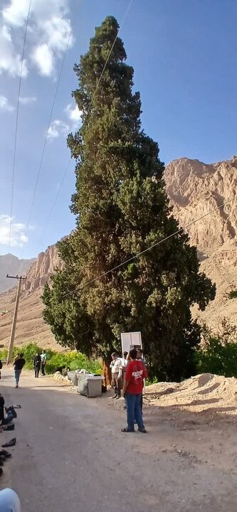 تولد نمادین برای «سرو شادکام»؛ پاسداشت هویت و حافظه تاریخی در منطقه
