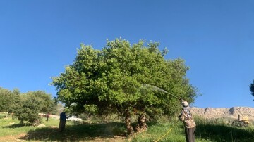مقابله با آفت لیسه زالزالک در ۷۰۰ هکتار از جنگل های شهرستان چرام