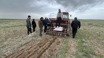 سعیدی: کردستان ظرفیت کسب رتبه دوم تولید نخود کشور را دارد