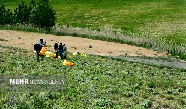 کشت ۶ هکتار گیاه دارویی در کالپوش؛ فصل برداشت آغاز شد