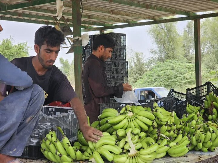 سیستان و بلوچستان بهشت میوه‌های استوایی؛ غفلت از ظرفیت اقتصاد کشاورزی