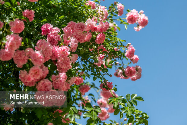 جشنواره بهاره باغ گیاه‌شناسی ملی ایران