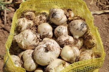 رتبه سوم لرستان در کشت «موسیر» کشور