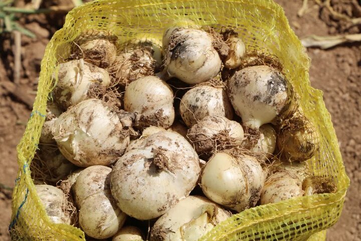 رتبه سوم لرستان در کشت «موسیر» کشور