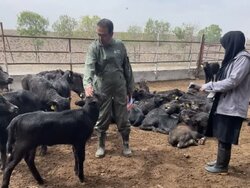 اجرای پروژه اصلاح نژاد گاومیش در سمنان؛ طرح با ۲۰۰ راس دام آغاز شد