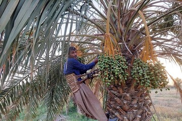 آغاز عملیات مچ‌بند در ۸۵۰۰ هکتار از نخلستان‌های دلگان