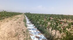 انجام مالچ کشی پلاستیکی در سطح ۳ هکتار باغات پسته دامغان