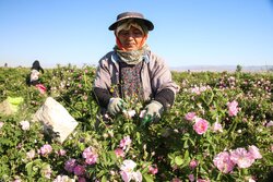 برداشت گل محمدی از مزارع روستای ولی آباد اسفراین