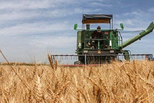 درخشش ایلام در تولید گندم؛ پرداخت مطالبات خواسته اصلی کشاورزان است