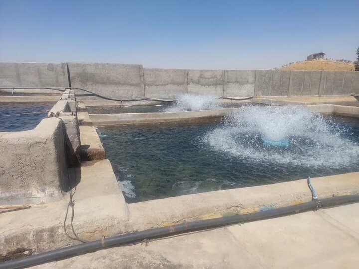 استفاده از آب چاههای کشاورزی برای پرورش ماهی در ازنا
