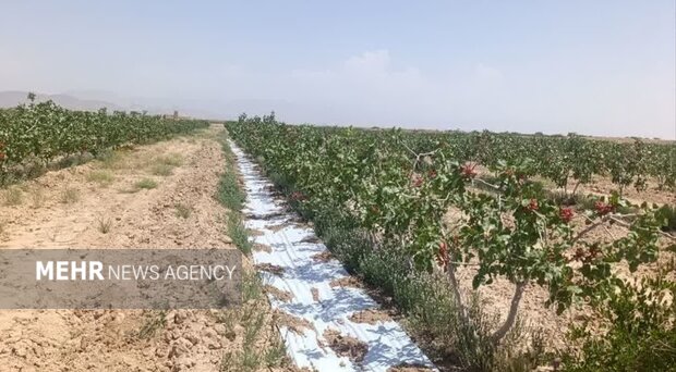 انجام مالچ کشی پلاستیکی در سطح ۳ هکتار باغات پسته دامغان