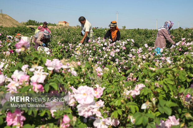 برداشت گل محمدی از مزارع روستای ولی آباد اسفراین