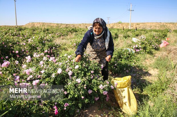 برداشت گل محمدی از مزارع روستای ولی آباد اسفراین