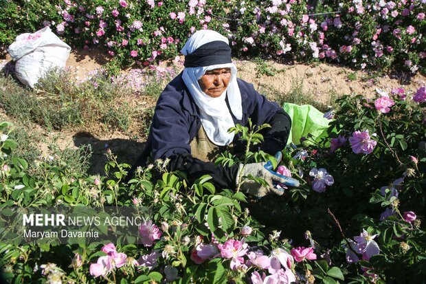 برداشت گل محمدی از مزارع روستای ولی آباد اسفراین