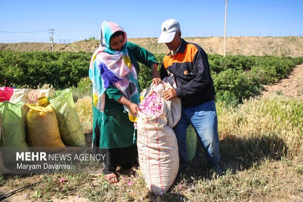 برداشت گل محمدی از مزارع روستای ولی آباد اسفراین