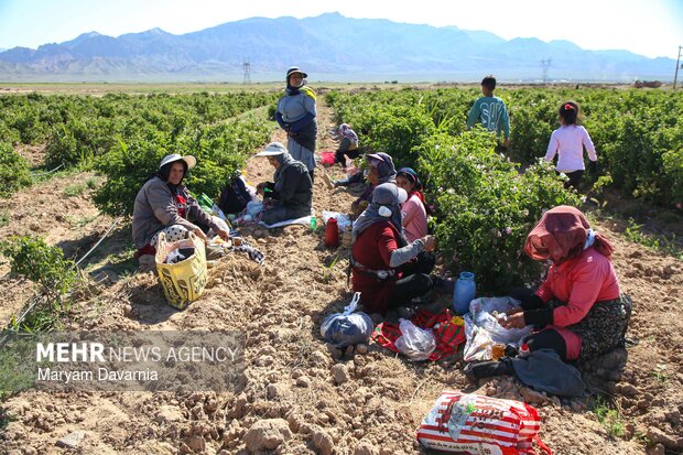 برداشت گل محمدی از مزارع روستای ولی آباد اسفراین