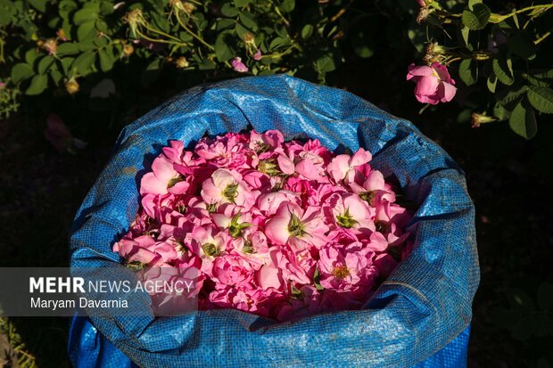 برداشت گل محمدی از مزارع روستای ولی آباد اسفراین