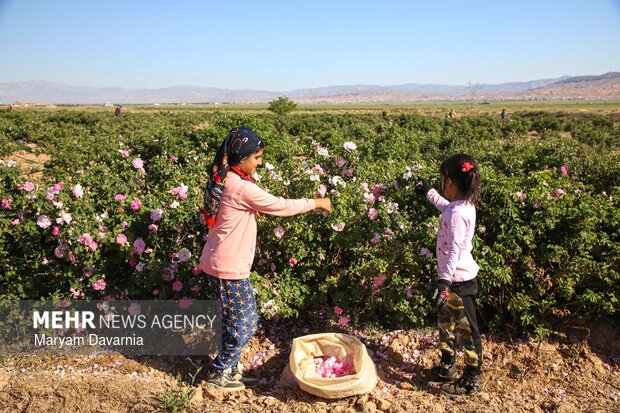 برداشت گل محمدی از مزارع روستای ولی آباد اسفراین