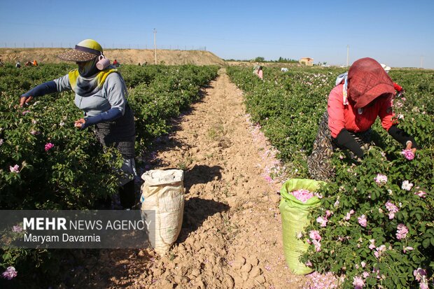 برداشت گل محمدی از مزارع روستای ولی آباد اسفراین
