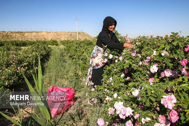 برداشت گل محمدی از مزارع روستای ولی آباد اسفراین