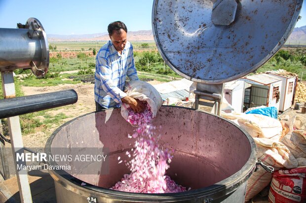 برداشت گل محمدی از مزارع روستای ولی آباد اسفراین