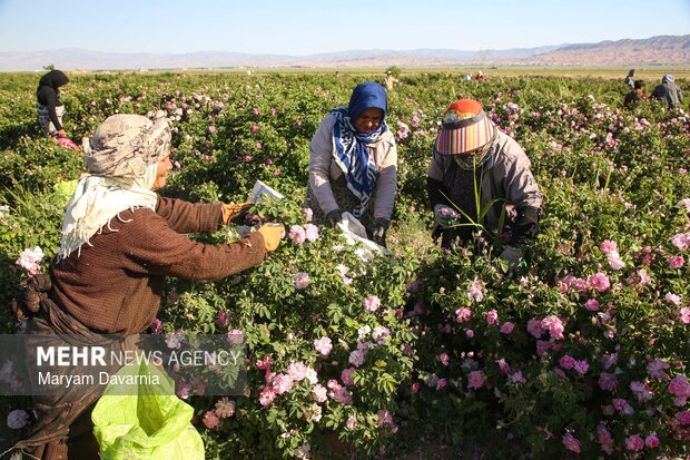 برداشت گل محمدی از مزارع روستای ولی آباد اسفراین