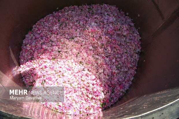 برداشت گل محمدی از مزارع روستای ولی آباد اسفراین