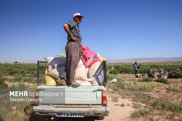 برداشت گل محمدی از مزارع روستای ولی آباد اسفراین