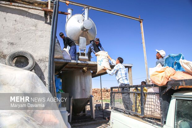 برداشت گل محمدی از مزارع روستای ولی آباد اسفراین