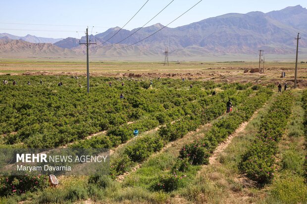برداشت گل محمدی از مزارع روستای ولی آباد اسفراین