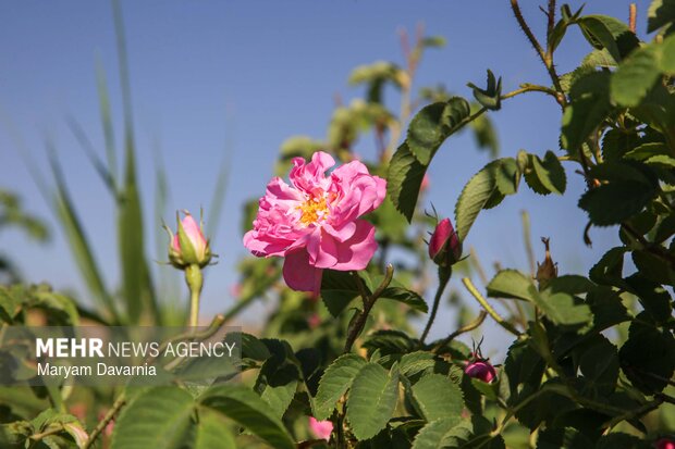 برداشت گل محمدی از مزارع روستای ولی آباد اسفراین